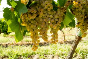 chardonnay 006